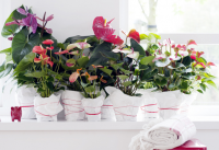 Woonplant van de maand juni: de Anthurium