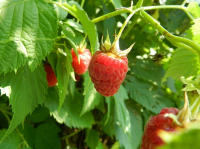 Bessenstruiken planten