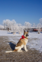 Veilige winter- en feestdagen voor hond en kat