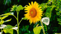 Internationale Zonnebloemdag