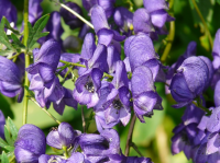 Wat te doen in de tuin in oktober?