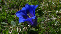 Hemelsblauwe bloemen