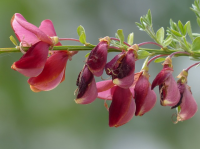 Wat te doen in de tuin in juni?