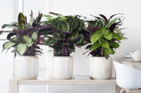 Woonplant van de maand september: de Calathea