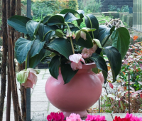 Medinilla Magnifica