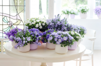 Woonplant van de maand maart: Campanula