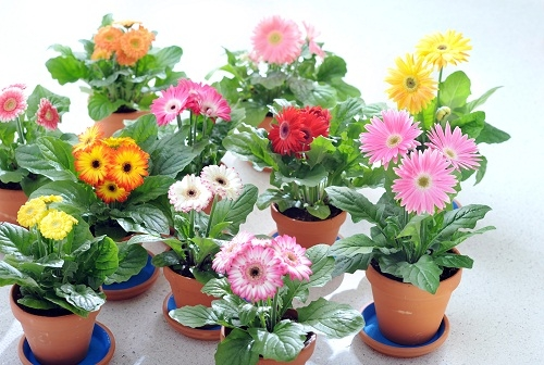 Woonplant van maand juli: Gerbera Tuincentrum Tuin! in