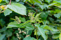 Onkruid eten? 7 verrassende planten die gewoon op je bord kunnen
