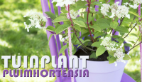 Tuinplant van de Maand juli: Pluimhortensia