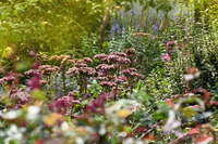 Tuinseizoen bijna voorbij? Nee joh! Ontdek de vierseizoenentuin