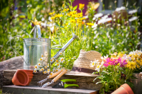 Tuintips mei 2017