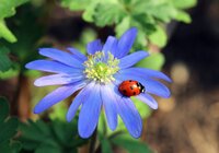 Vaste planten voor in een border