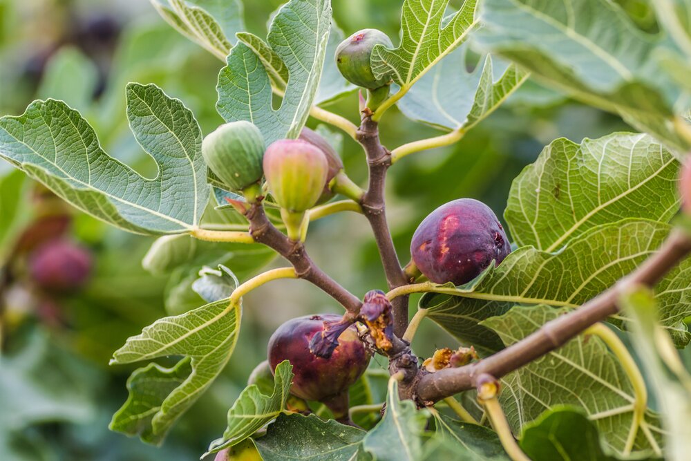 Vijgen Tree Vijf voordelen van een vijgenboom - Tuincentrum Tuin! in Zwaagwesteinde