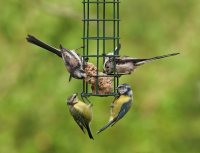 Vogels in je tuin: vrolijk en nuttig!