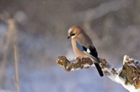 Vogels verwennen in de winter
