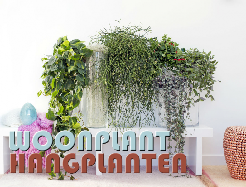 luchthaven sextant muis of rat Woonplant van de maand september: Hangplanten - Tuincentrum Tuin! in  Leeuwarden en Zwaagwesteinde