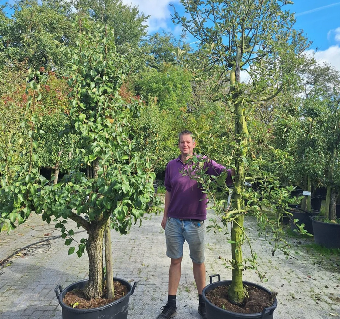 Elstar & Conference bomen