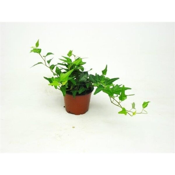 Kleine Hedera plantjes