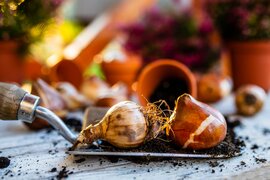 Bloembollen & Zaden | Tuincentrum Tuin!