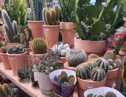 Cactussen & Vetplanten | Tuincentrum Tuin!
