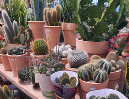 Cactussen en vetplanten