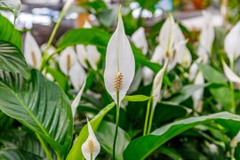 Luchtzuiverende kamerplanten | Tuincentrum Tuin!