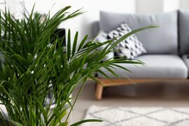 Luchtzuiverende kamerplanten