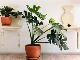 Luchtzuiverende kamerplanten