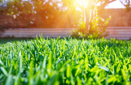 Graszoden en gazon onderhoud