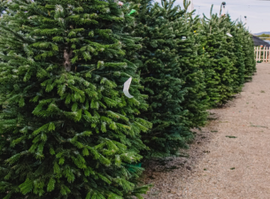 Kerstbomen kopen | Tuincentrum Tuin!