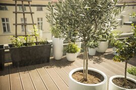 Mediterrane bomen