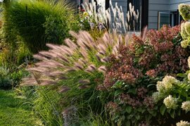 Siergrassen | Tuincentrum Tuin! Zwaagwesteinde