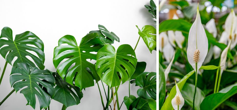 Tuincentrum Tuin! | Kamerplanten | Kamerplantentrends