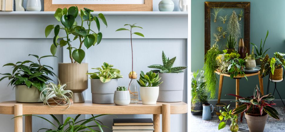 pasta groentje Schuine streep Kamerplanten