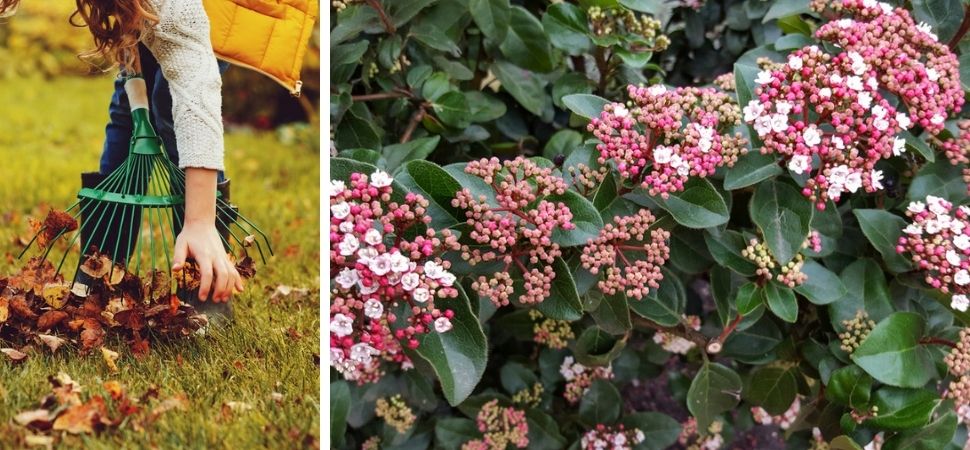 Tuincentrum Tuin! | Snoeien en stekken in het nieuwe jaar