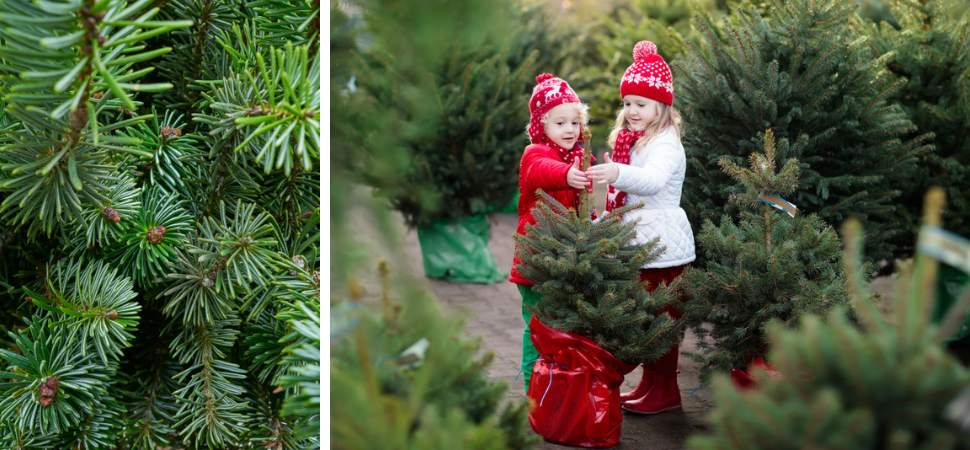 Tuincentrum Tuin! in Leeuwarden en Zwaagwesteinde | Kerstbomen | Kerstboom kopen