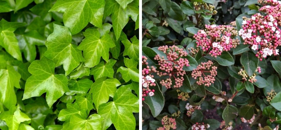 Tuincentrum Tuin! | Meer wintergroen